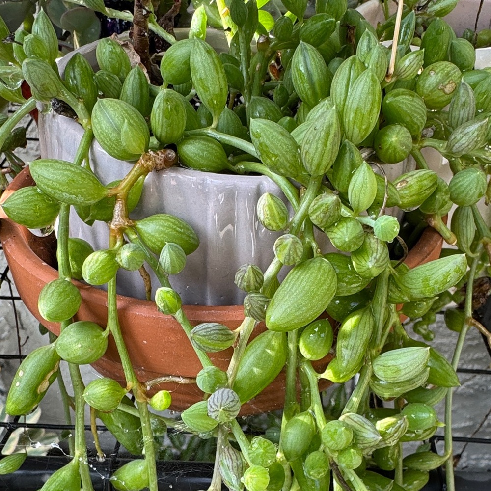 String of Watermelon